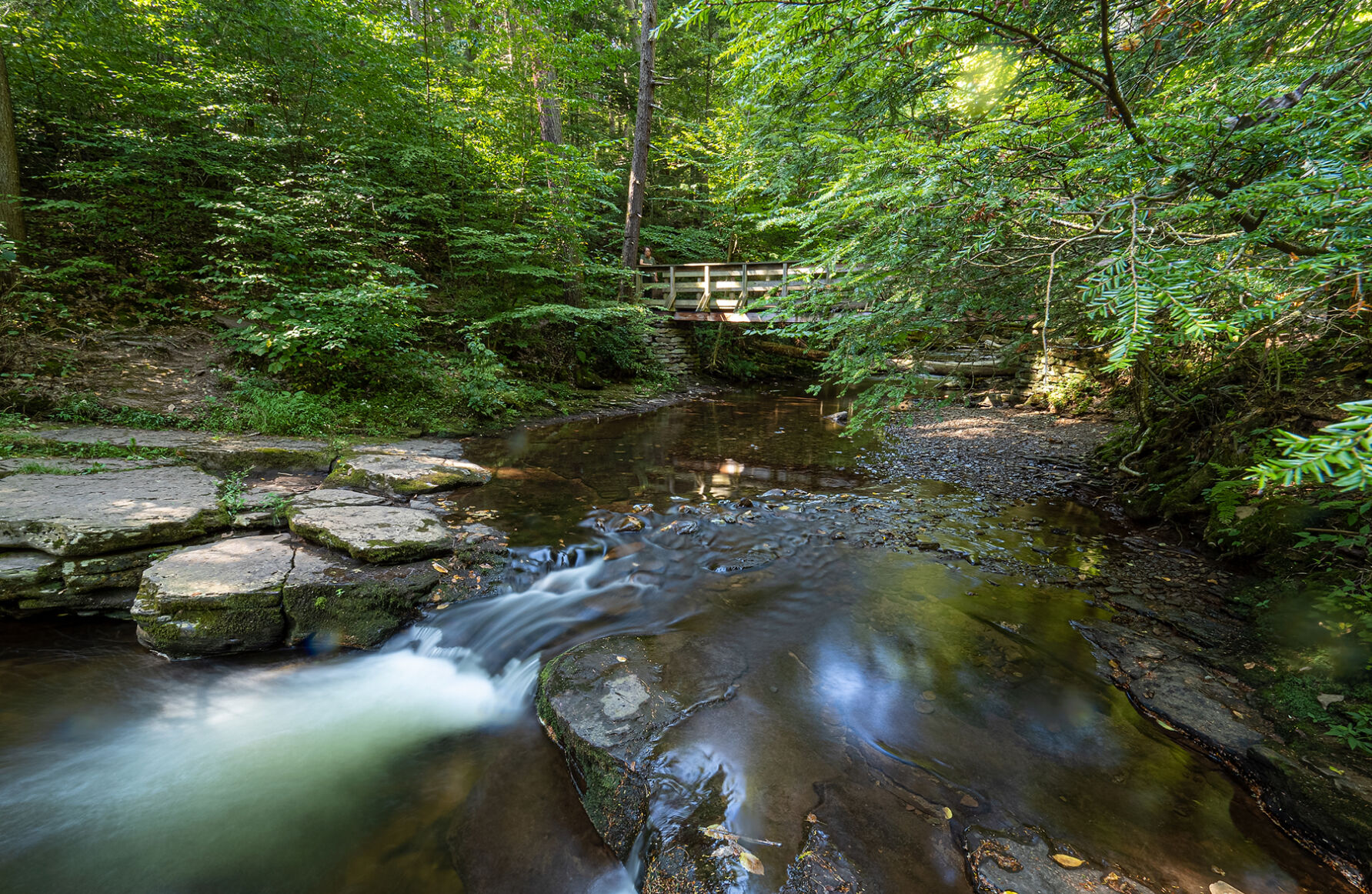 Hemlocks in Ricketts Glen State Park, PA